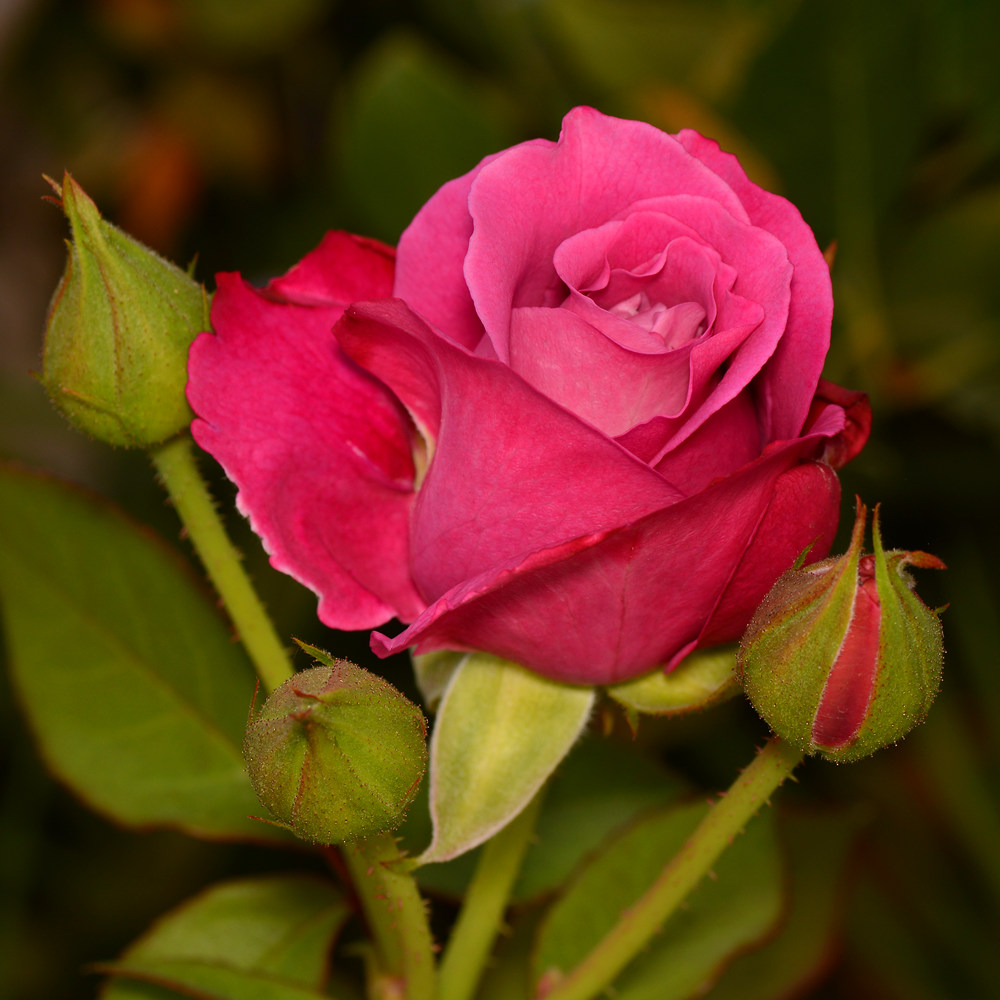 Rose.jpg