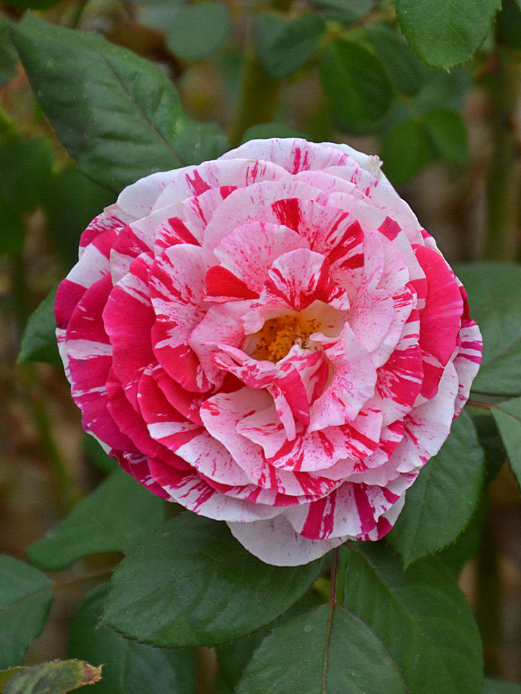 Rose.jpg