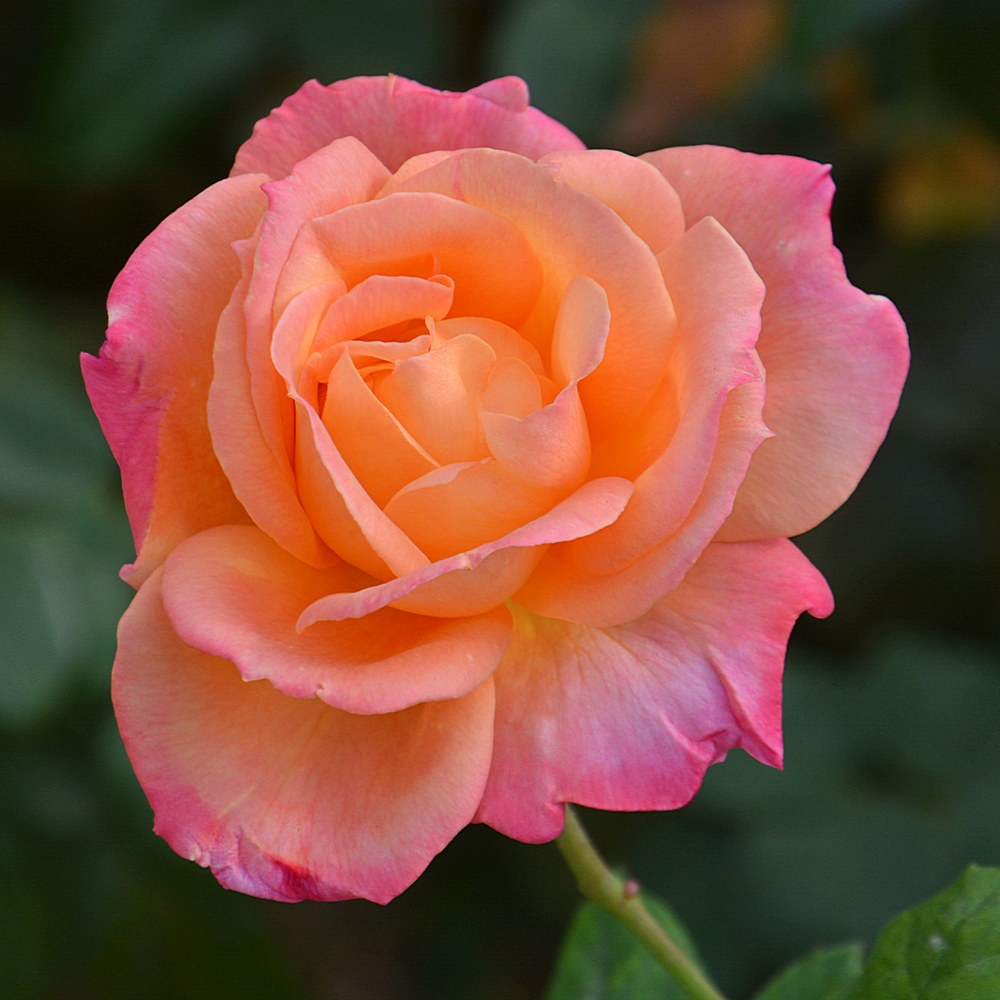 Rose.jpg