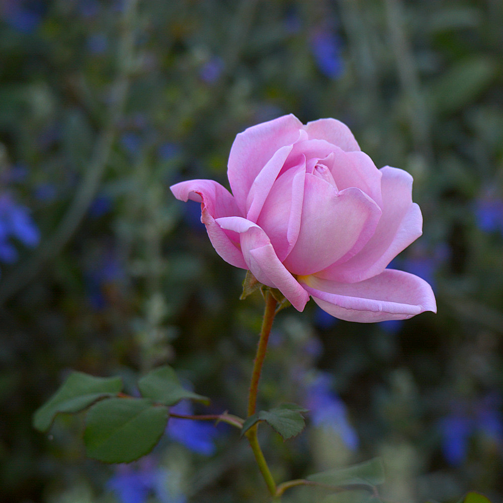 Rose.jpg