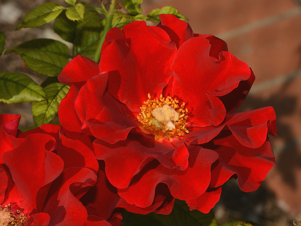 Rose.jpg