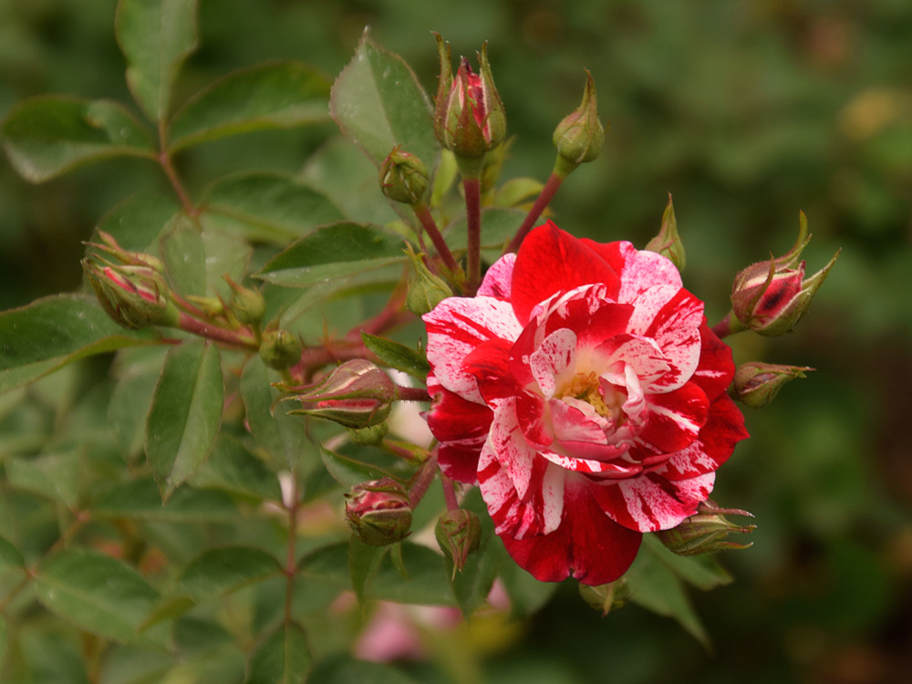 Rose.jpg
