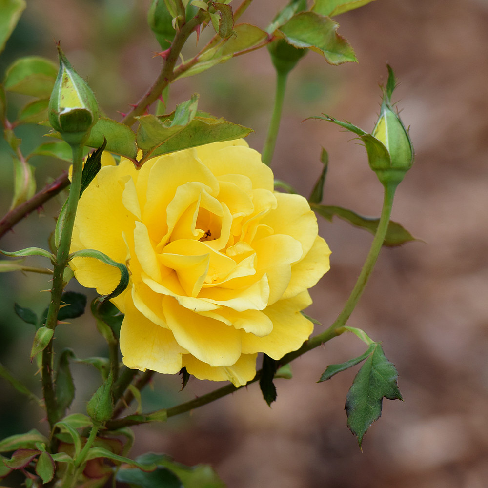 Rose.jpg