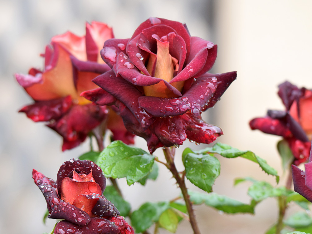 Rose.jpg