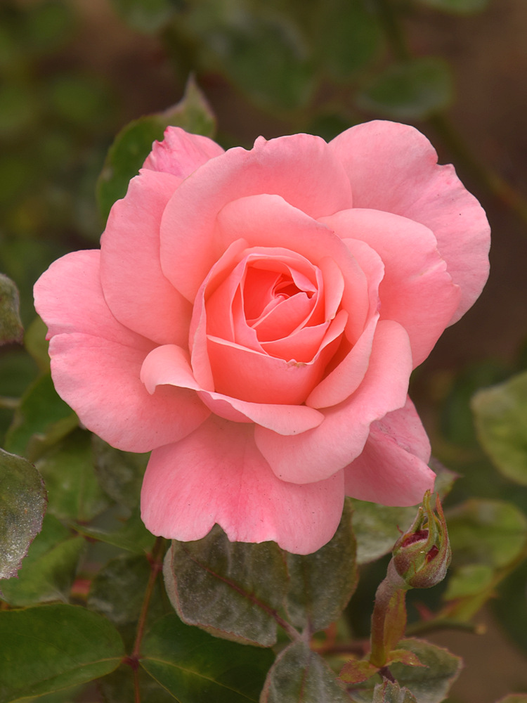 Rose.jpg