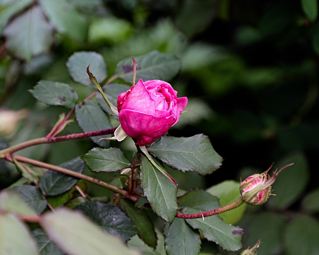 Rose.jpg