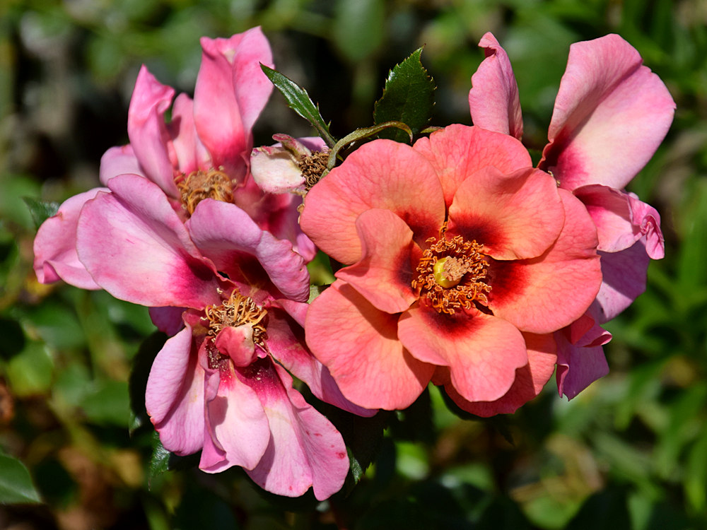 Rose.jpg