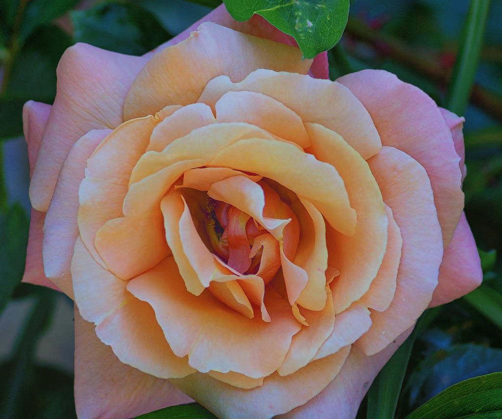 rose.jpg