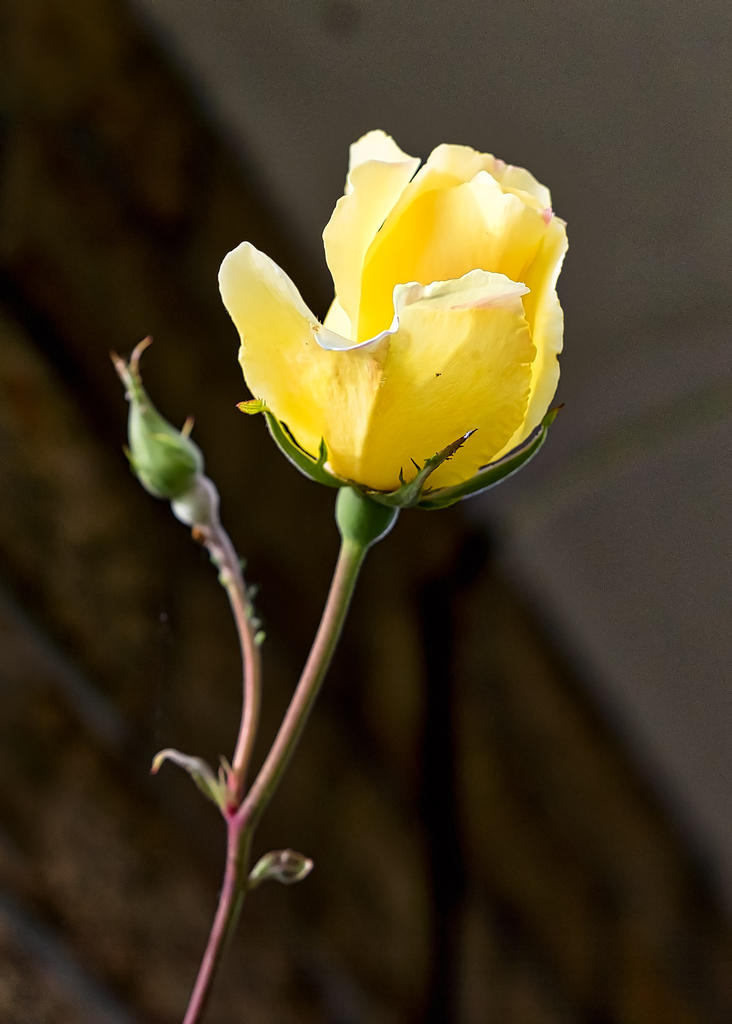 Rose.jpg