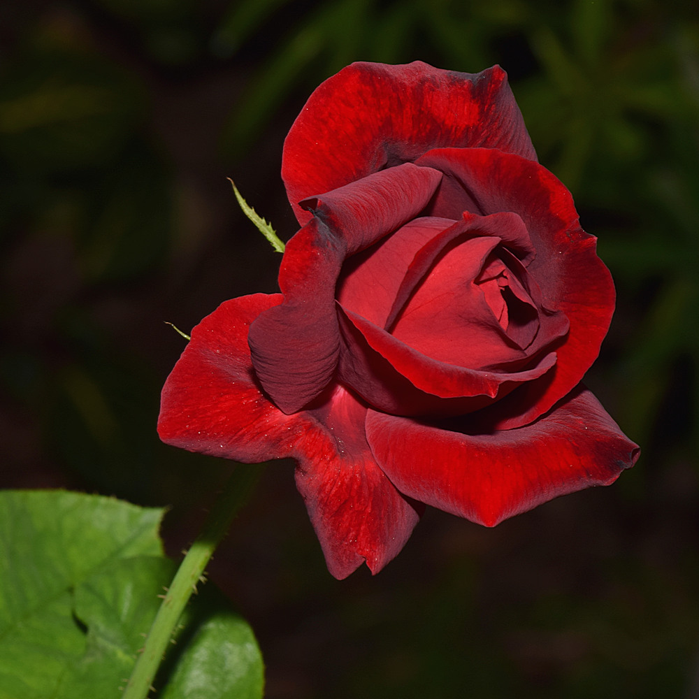 Rose.jpg