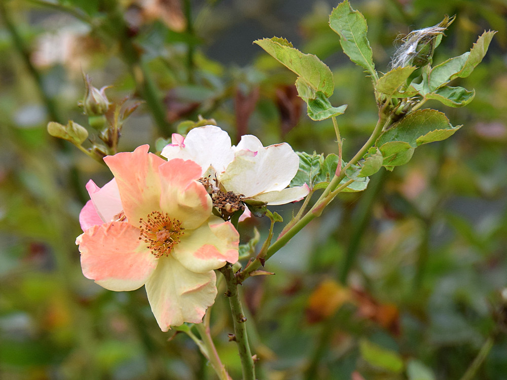 Rose.jpg