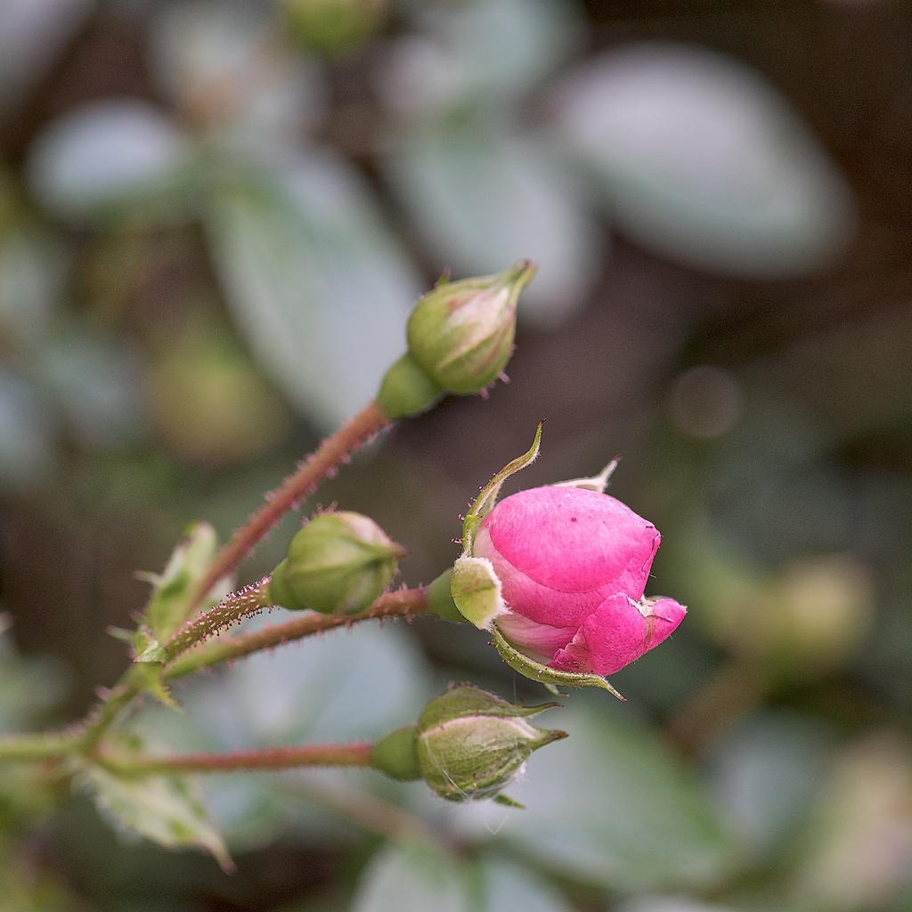 rose.jpg