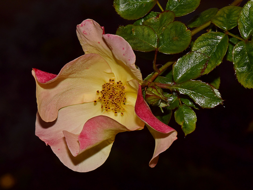 Rose.jpg