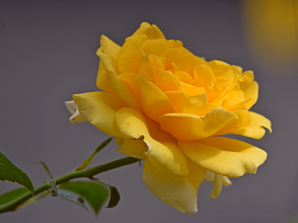 Rose.jpg