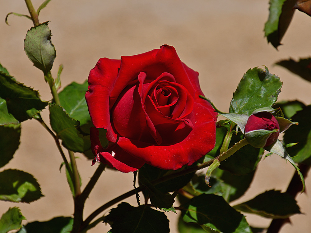Rose.jpg