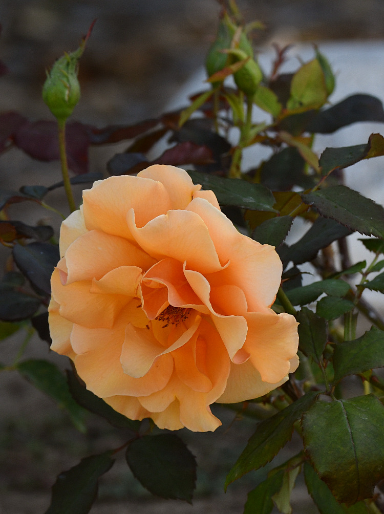 Rose.jpg