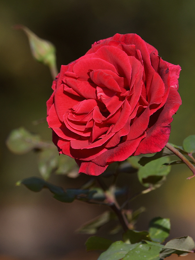 Rose.jpg