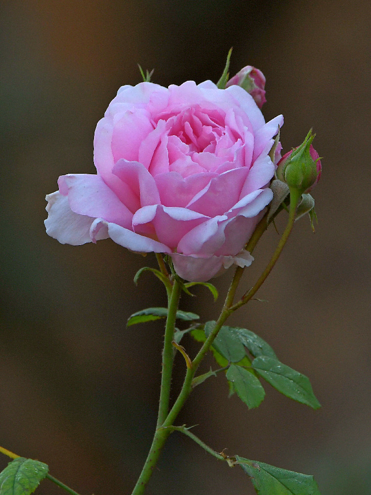 Rose.jpg