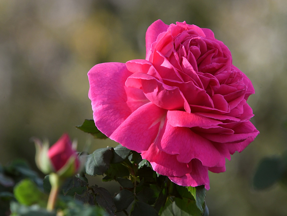 Rose.jpg