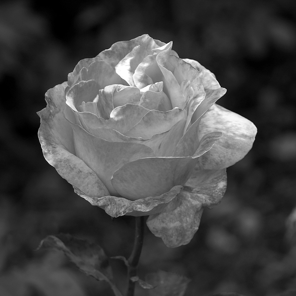 Rose.jpg