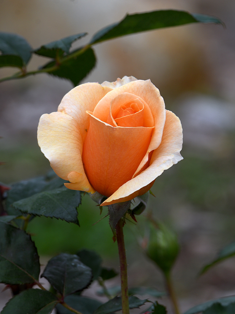 Rose.jpg