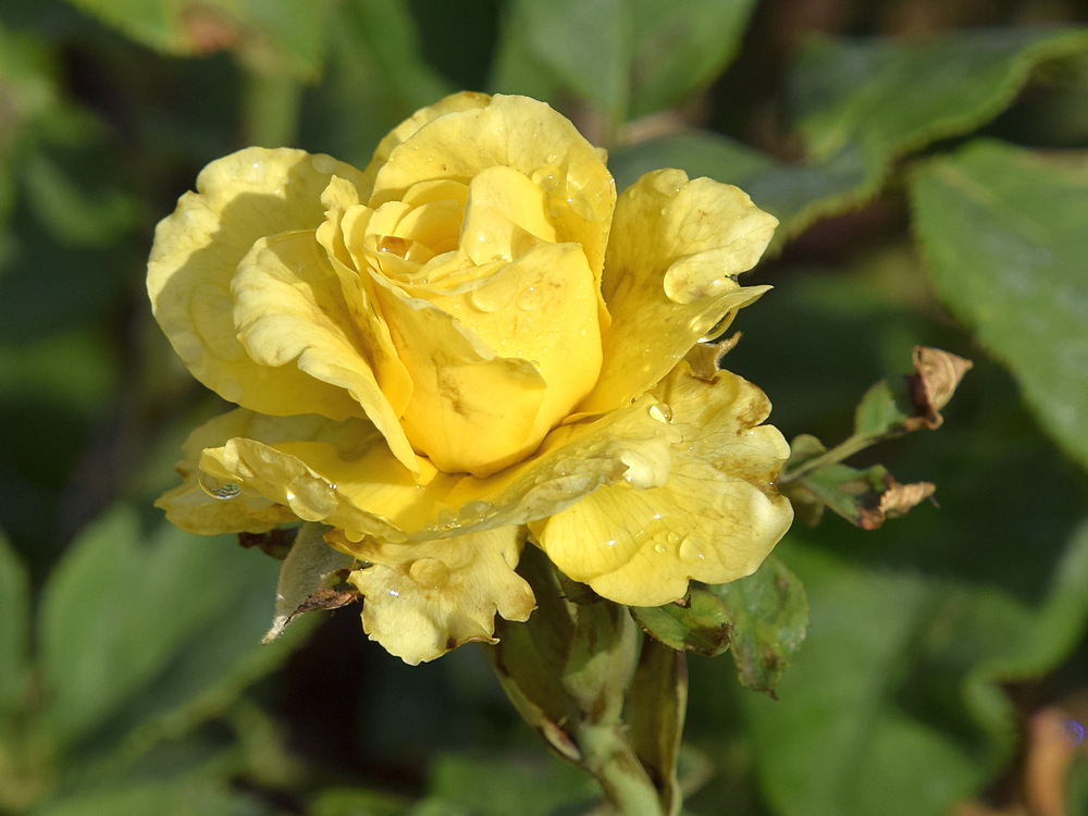 Rose.jpg