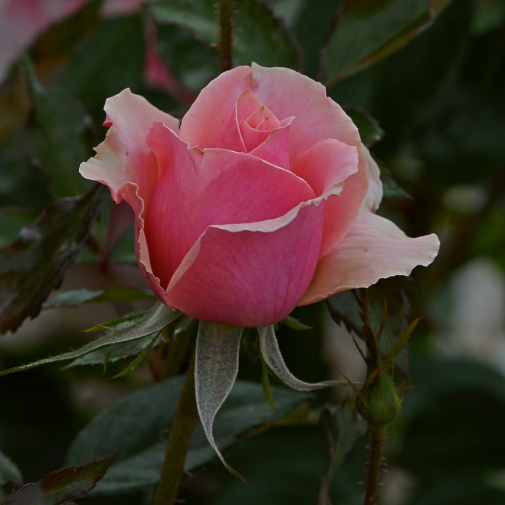 Rose.jpg