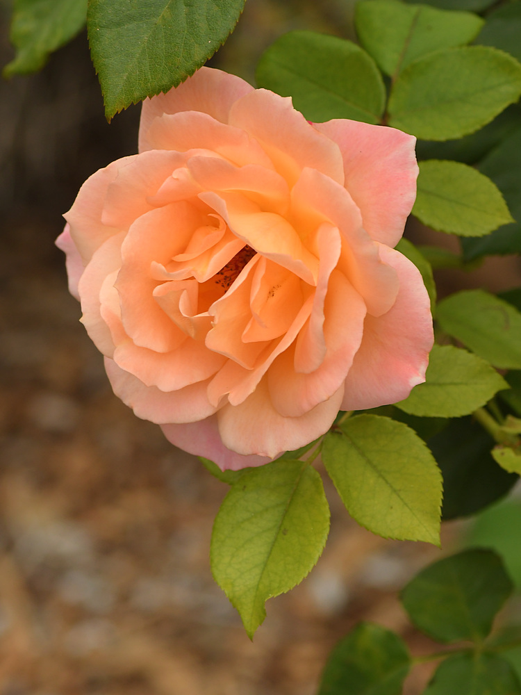Rose.jpg