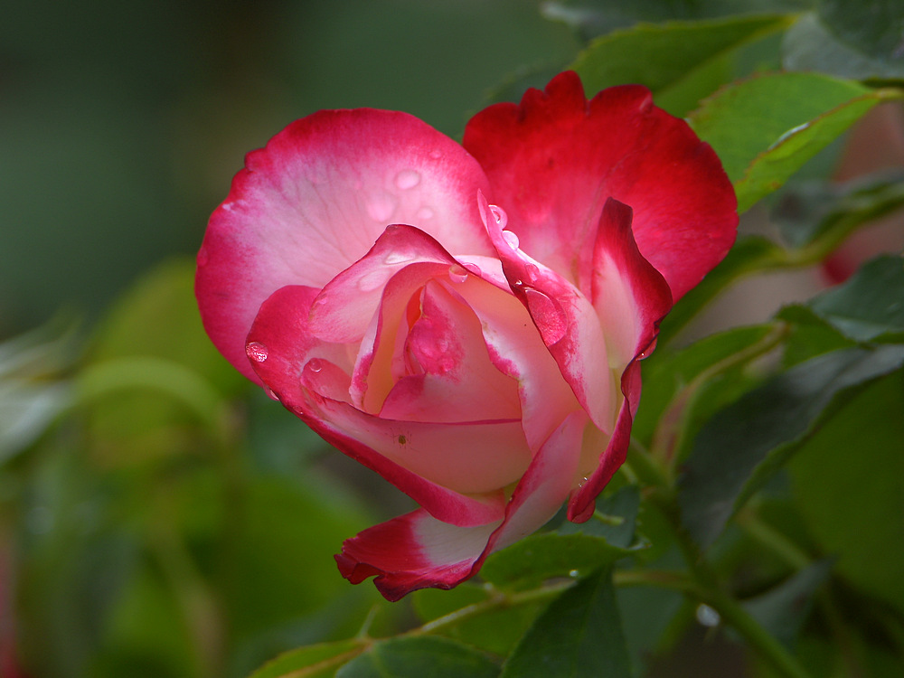 Rose.jpg