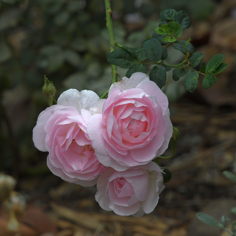 Rose.jpg