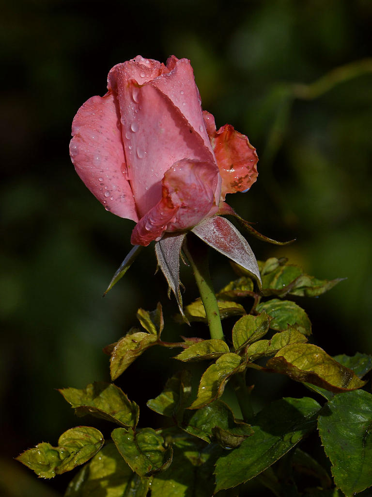 Rose.jpg