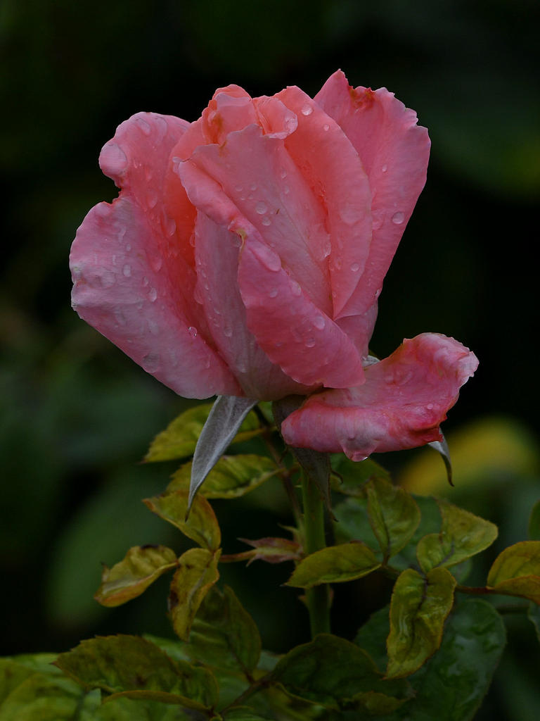 Rose.jpg