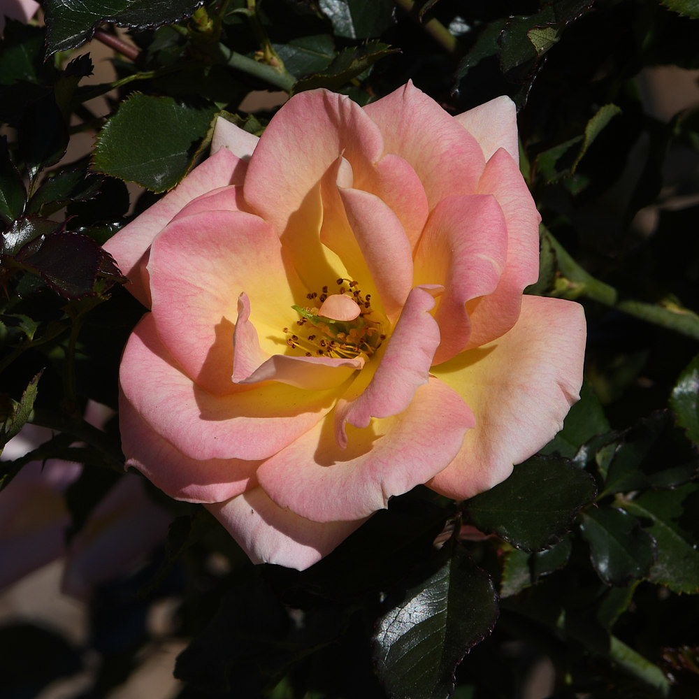 Rose.jpg