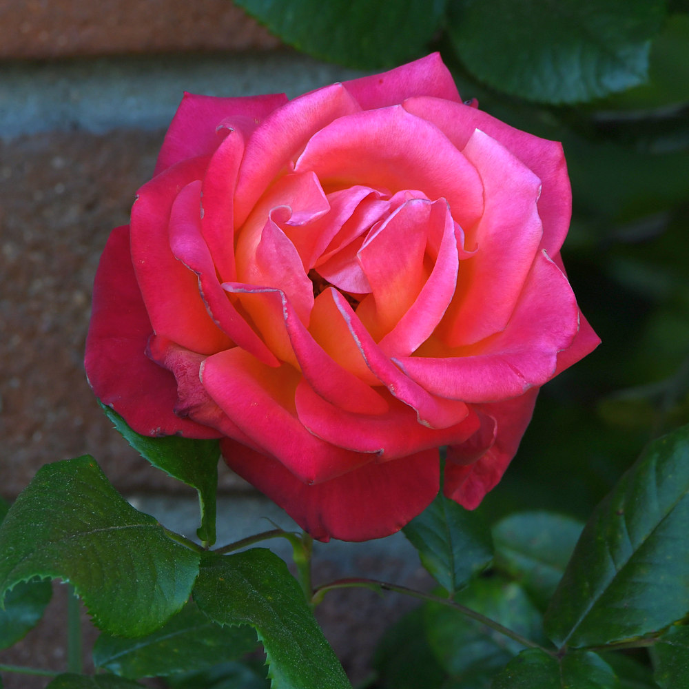 Rose.jpg