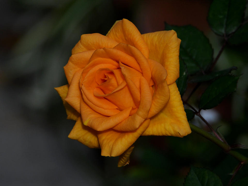 Rose.jpg