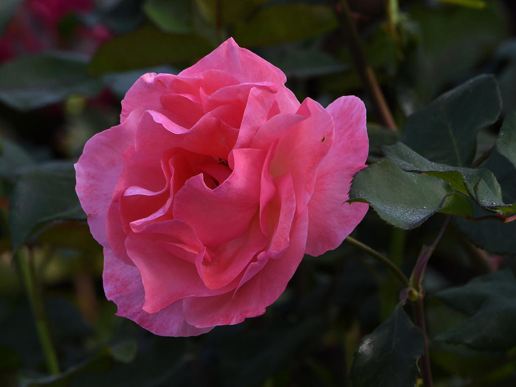 Rose.jpg