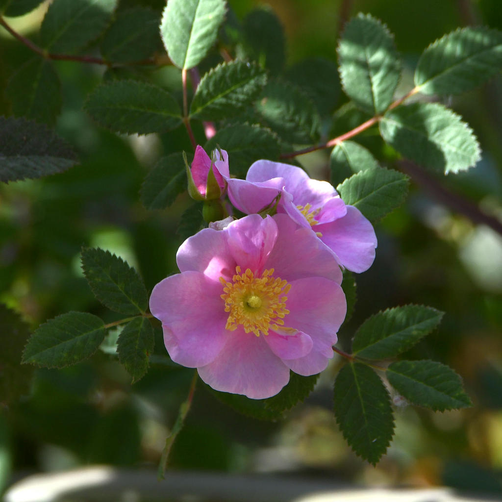 Rose.jpg