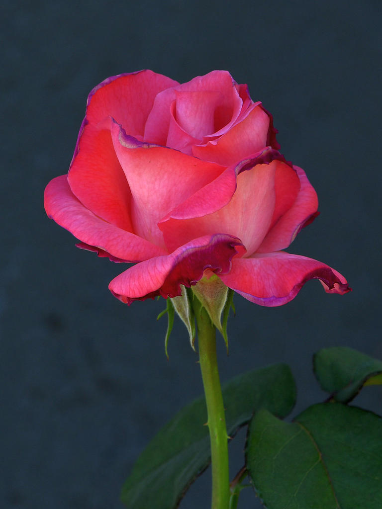 Rose.jpg