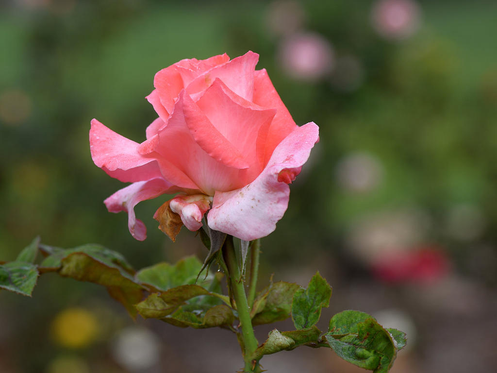 Rose.jpg