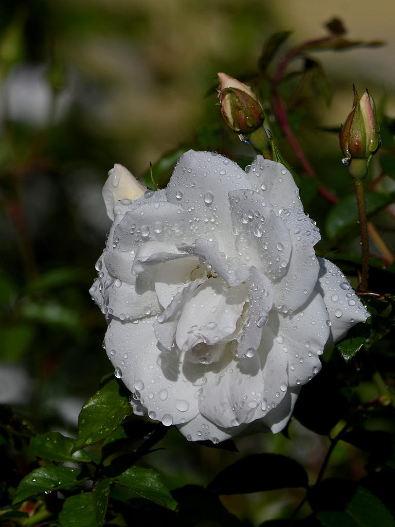 Rose.jpg