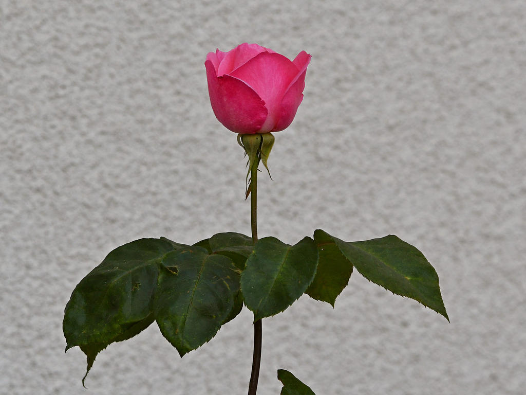 Rose.jpg