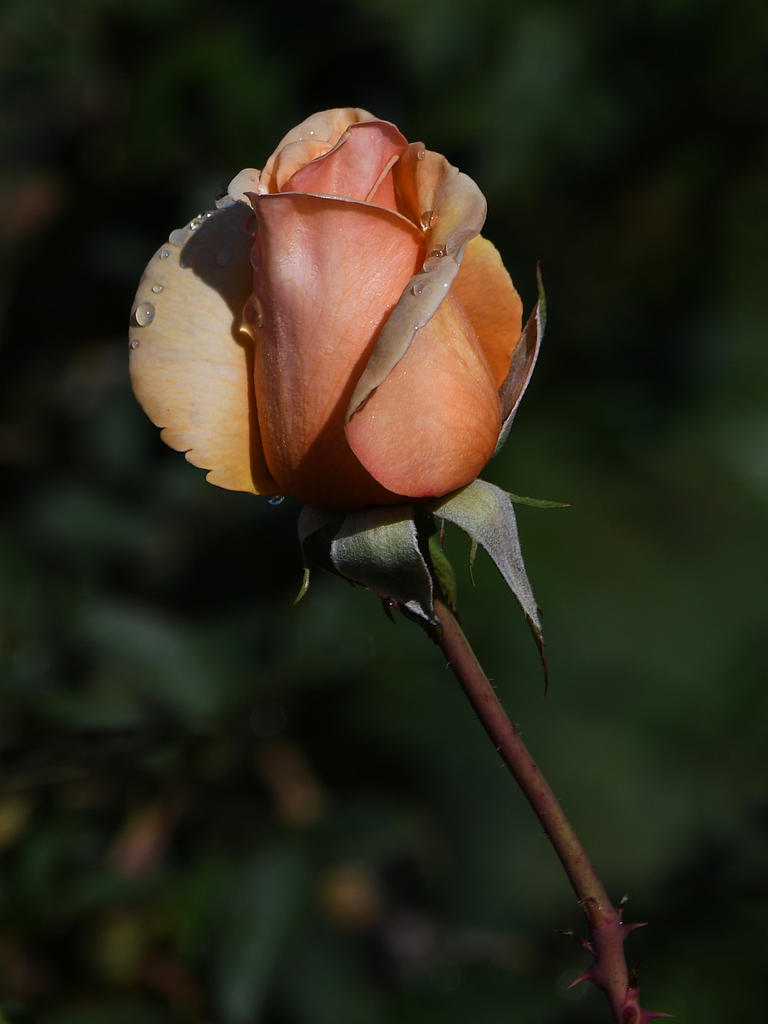 Rose.jpg