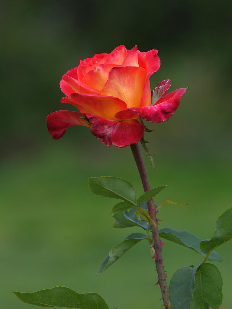 Rose.jpg