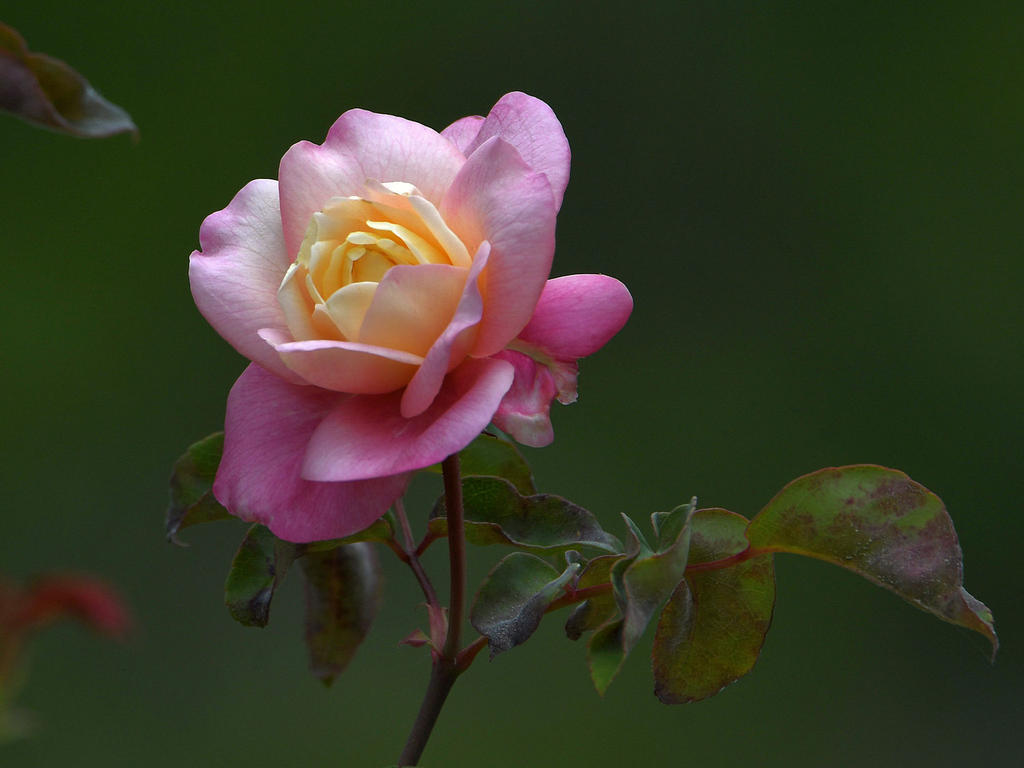Rose.jpg