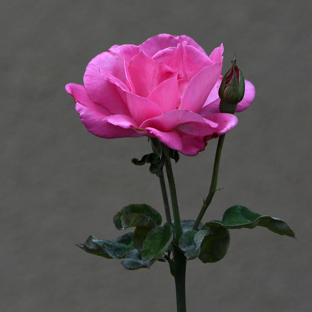 Rose.jpg