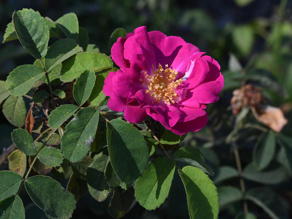 Rose.jpg