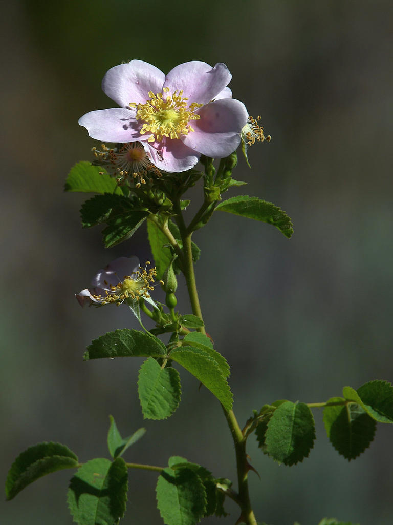 Rose.jpg