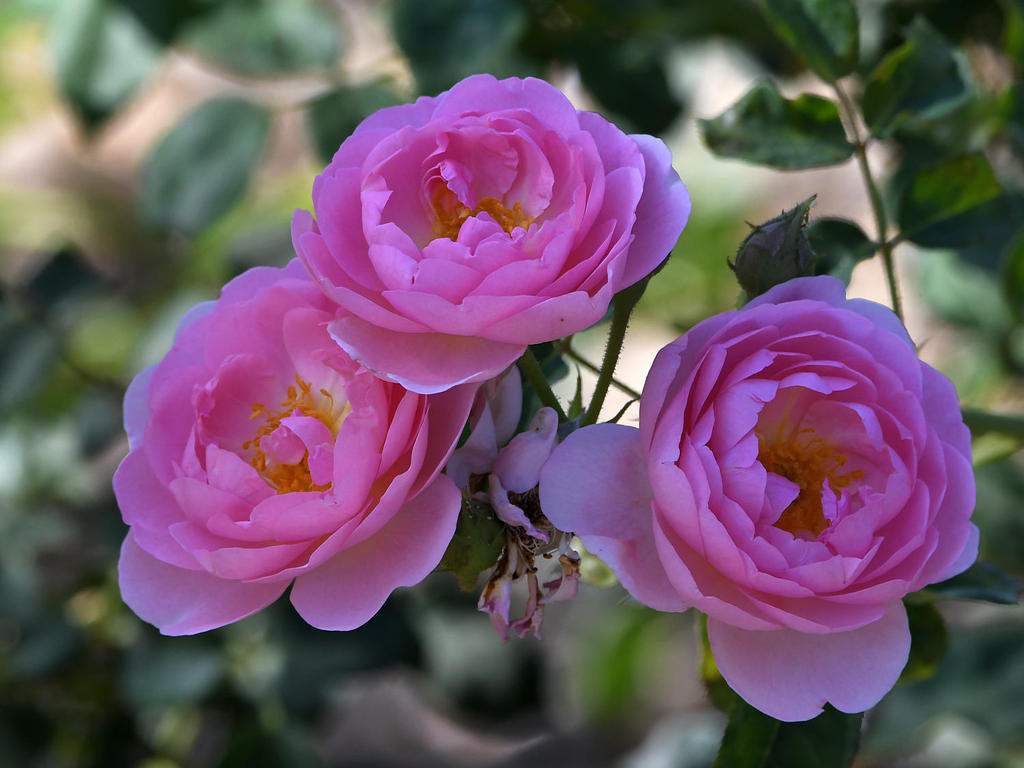Rose.jpg