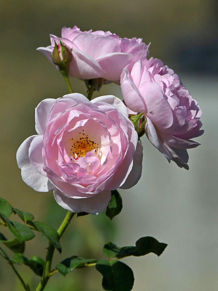 Rose.jpg