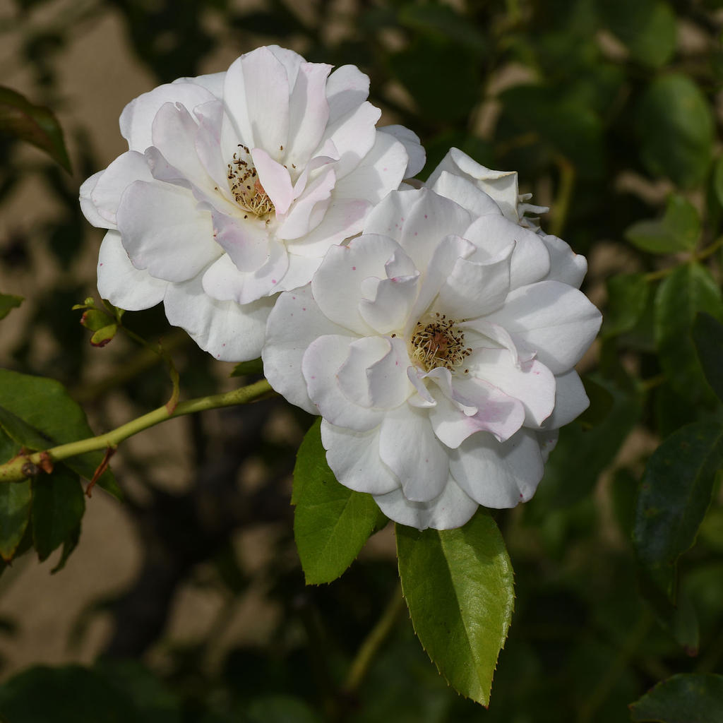 Rose.jpg